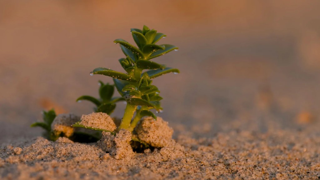Zöld növény homokban, harmatcseppekkel — alkalmazkodás a környezethez (kontextus)